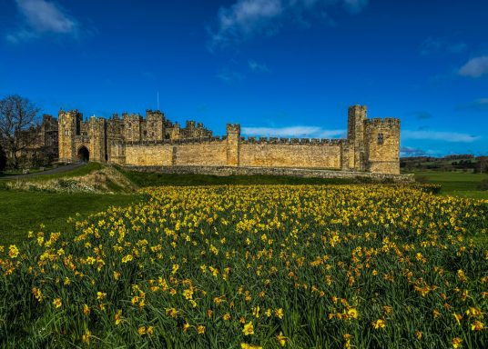 Last of the Daffodils, Alnwick Castle, Photograph