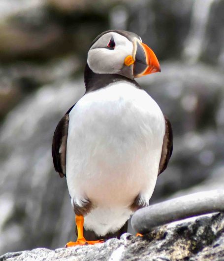 Puffin, Northumberland